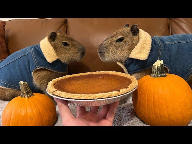 How to Cook Capybara Pie (eating Big Ounce)