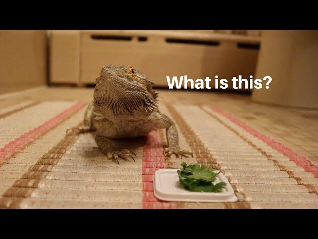 BEARDED DRAGON TRIES NEW FOODS! **FAIL**