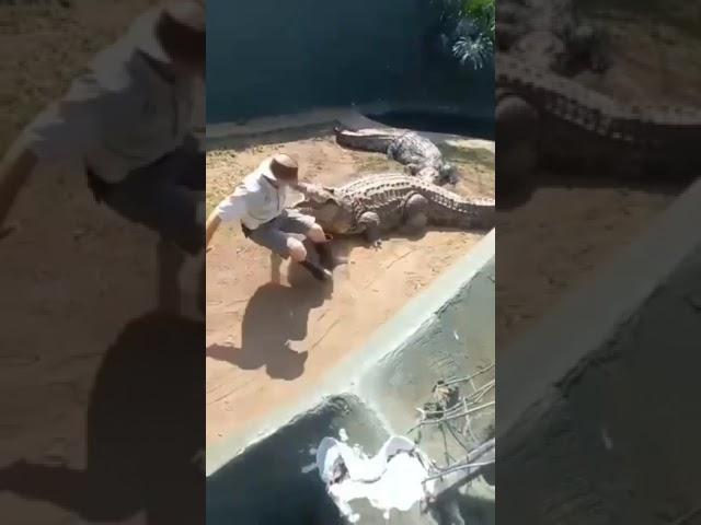 Crocodile Handling Gone Wrong   