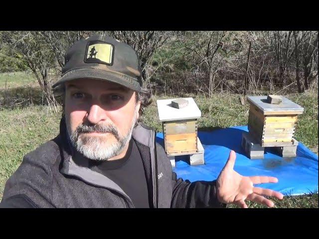 I Explain Why The Big Blue Tarp Under and Around My Bee Hives