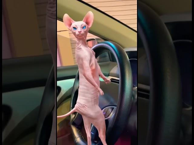 Cat drive the car  #shorts #viral