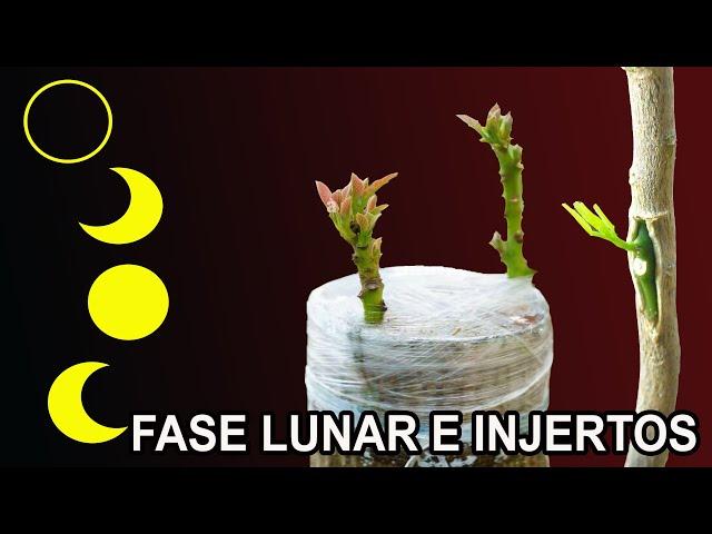 FASES LUNARES en la REALIZACIÓN de INJERTOS en frutales