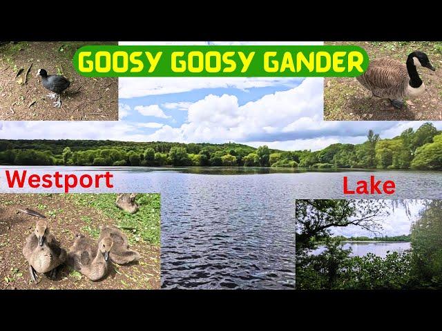 Goosy Goosy Gander - Westport Lake