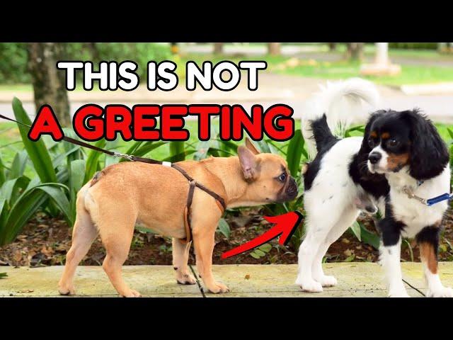 DOGS SNIFFING BUTTS The TRUE and Strange Reason Behind Dog's Behavior!