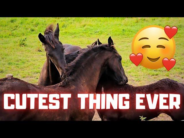 Cutest thing ever!! Belle Uniek and the others are scratching each other. So cute! | Friesian Horses