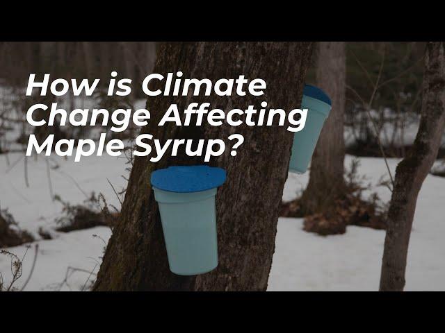 How Is Climate Change Impacting Canada's Beloved Maple Syrup Industry? | ONsite