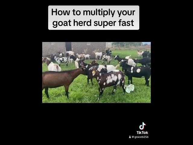 Goat Multiplication Hacks