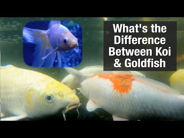 What's the Difference Between Koi and Goldfish