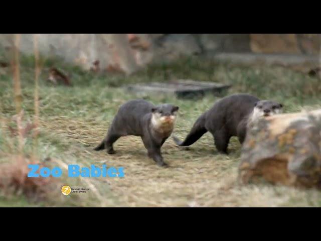 Zoo Babies 2025 - Cincinnati Zoo