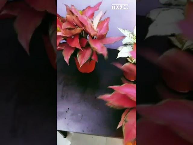 Aglaonema#plant#full pot plants