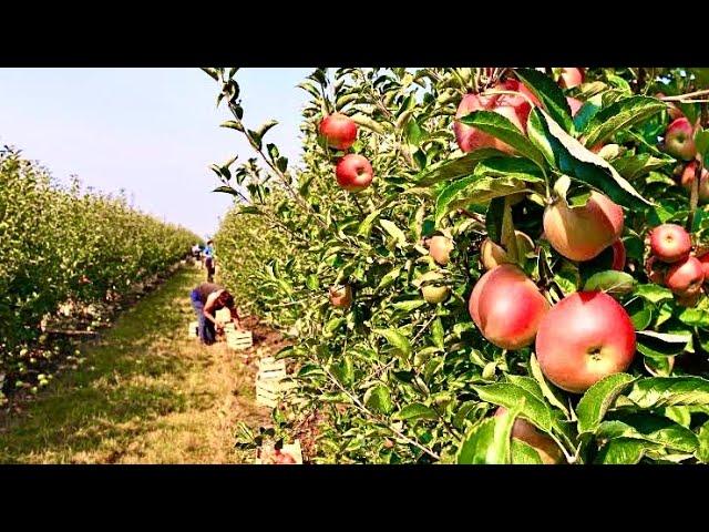 Apple Orchards in Kullu-Manali, Apple Plucking, Grading in Himachal Pradesh