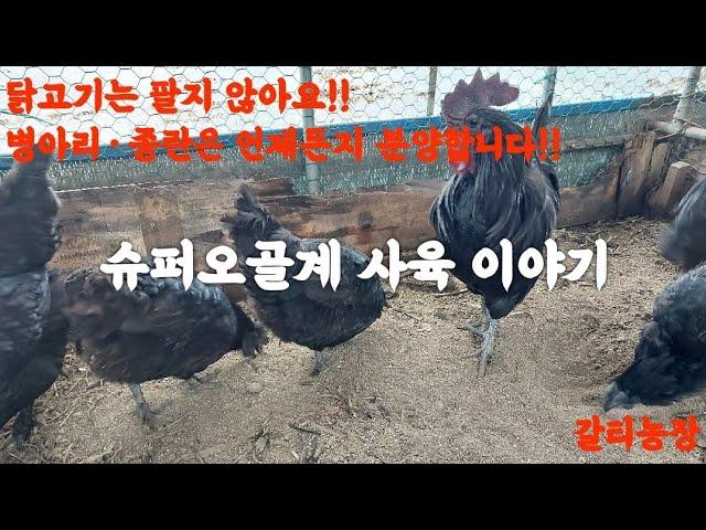 슈퍼오골계 사육 이야기