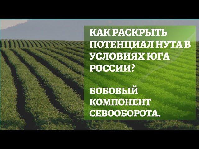 Как раскрыть потенциал нута в условиях юга России? Бобовый компонент севооборота.