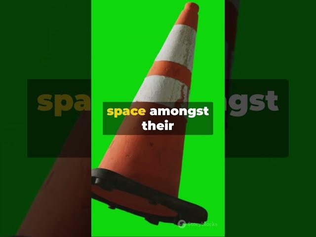 Cone Season Chronicles: Attenborough's Hilarious Take