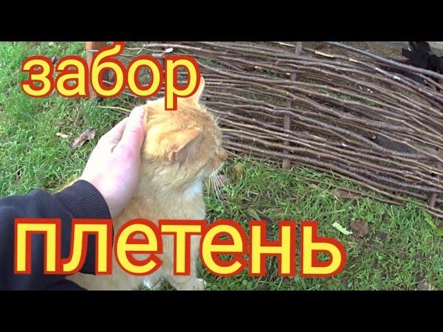 влог РАБОТАЕМ С УЛИЧНЫМ КОТОМ