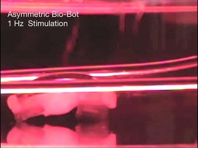 These BioBots show some real muscle - Science Nation