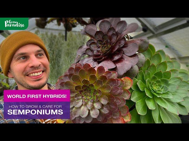 SEMPONIUMS, a world first hybrid  | Care tips