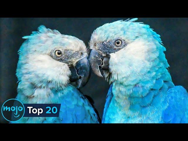 Top 20 Extraordinary Rare Animals