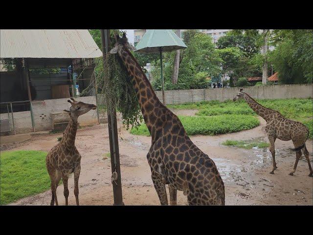 Saigon Zoo & Botanical Garden Tour 2025 | Fun For The Whole Family!