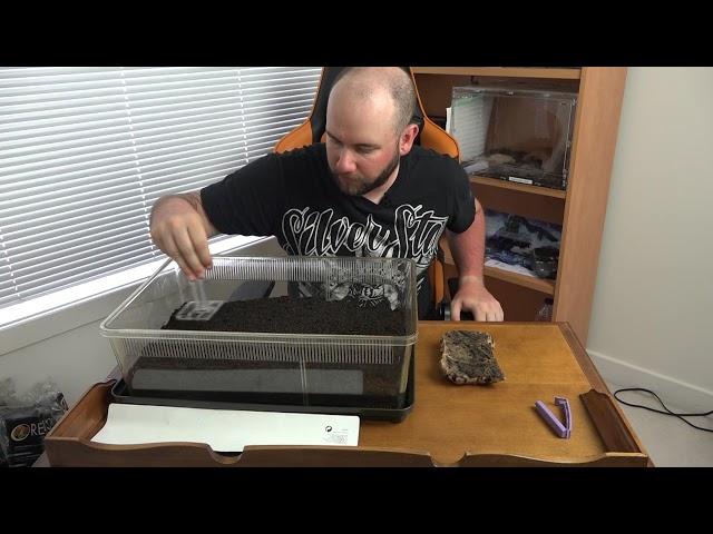 Setting up your first Terrestrial Tarantula Cage