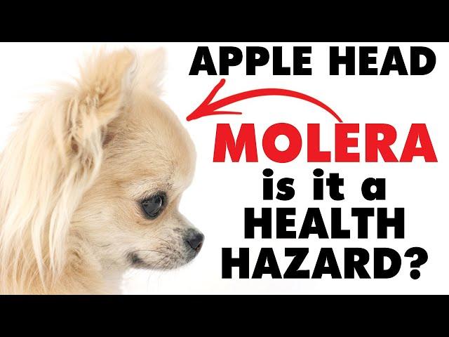 Does the apple head Chihuahua's molera make them unhealthy? | Sweetie Pie Pets by Kelly Swift