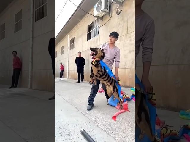 This dog so genius#viralshorts #cutedog #doglove