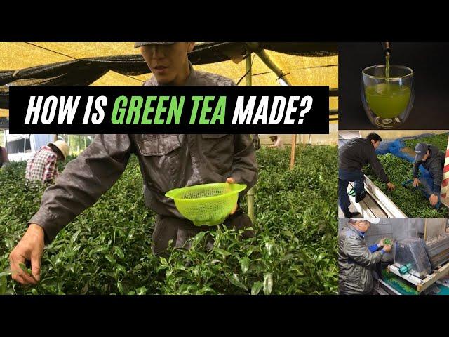 How Green Tea is Made - Green Tea Processing and Cultivation