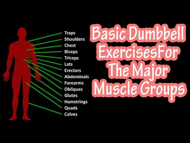 Basic Dumbbell Exercises For The Major Muscle Groups In The Body - Workout For Beginners At Home