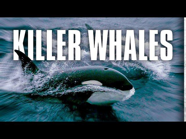 Killer Whales: Up Close and Personal