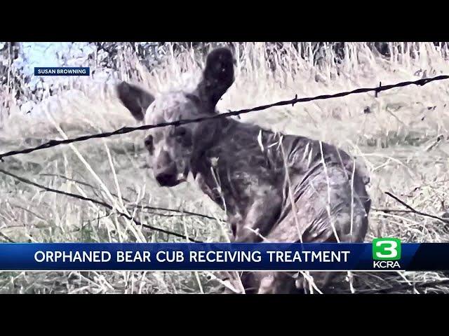 Auburn rescue shares update on sick, orphaned bear cub rescued