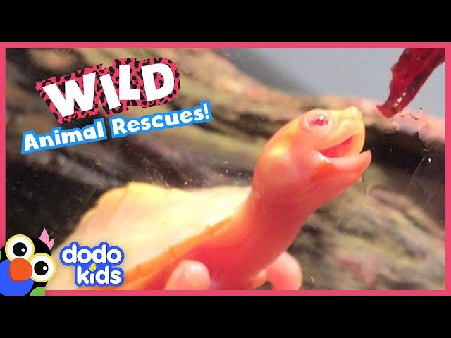 45 Minutes Of Heroes Saving Wild Animals | Dodo Kids