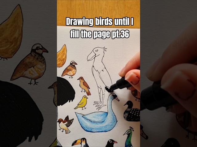 Drawing birds until I fill a page in my sketchbook #art #drawing #doodle #illustration #drawwithme
