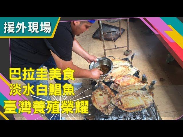 【援外現場】新聞節目第13集｜巴拉圭美食淡水白鯧魚 臺灣養殖榮耀| #巴拉圭 #淡水白鯧魚 #養殖技術 #自動化產卵孵化系統#援外現場#國合會#pacú#Paraguay