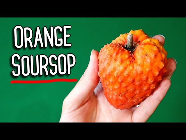 A Beautiful Fruit Saved from Extinction - ORANGE SOURSOP (spiny custard apple, red cherimoya, etc)