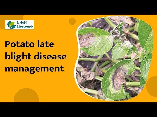 Potato Late Blight Disease Management | Information | | krishi Network |