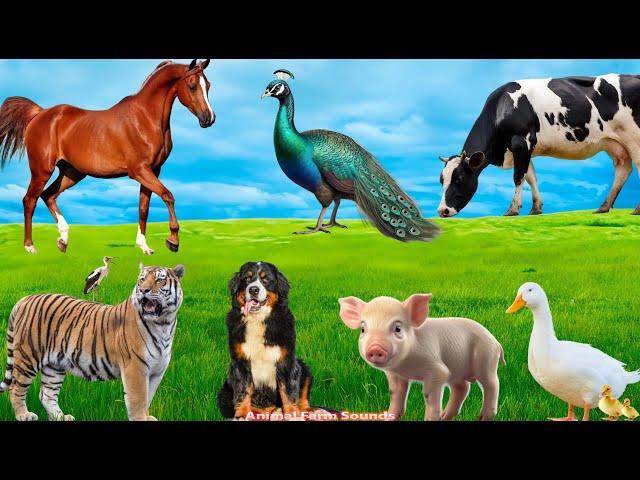 Beautiful Animal Colors: Pig, Horse, Peacock, Cat, Cow, Tiger - Animal Sounds