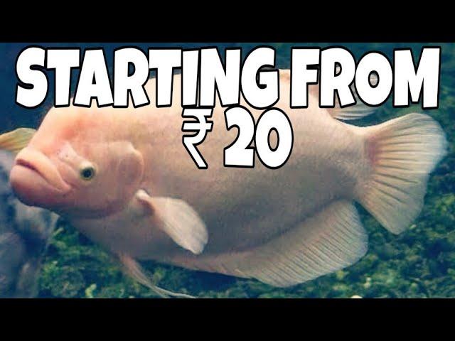 Gourami Fish Price In India 2019 | Prathmesh aquatics