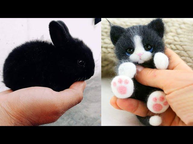 Cute Baby Animals Videos Compilation | Funny and Cute Moment of the Animals #12