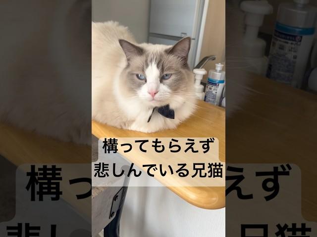 僕も構ってニャン...#cat #猫 #猫のいる暮らし #ラグドール #保護猫