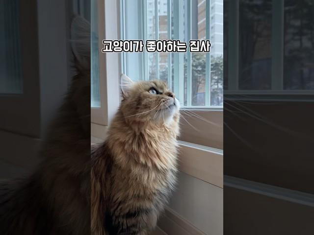 고양이가 좋아하는 집사 #내꺼하는법