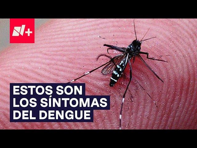 ¿Cuáles son los síntomas del dengue? - N+