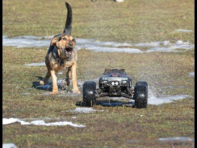 Dog vs Rc cars