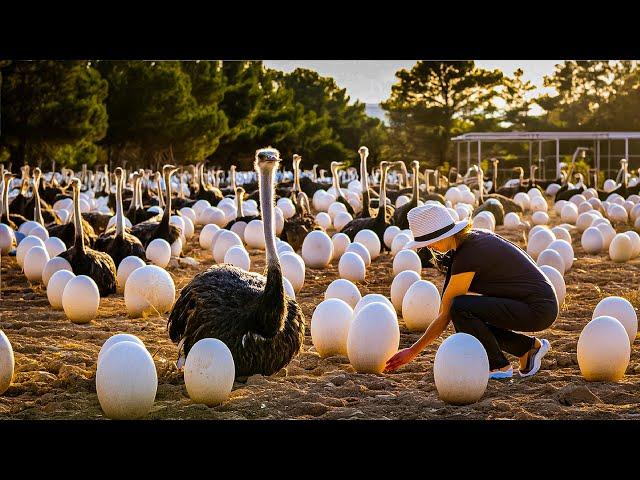 EGGS Harvesting From Snail, Ostrich, Sea Urchin - Snail Eggs Processing to Caviar 