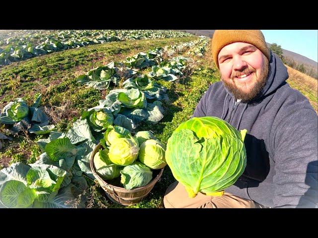 Harvesting FROZEN cabbage in the middle of December