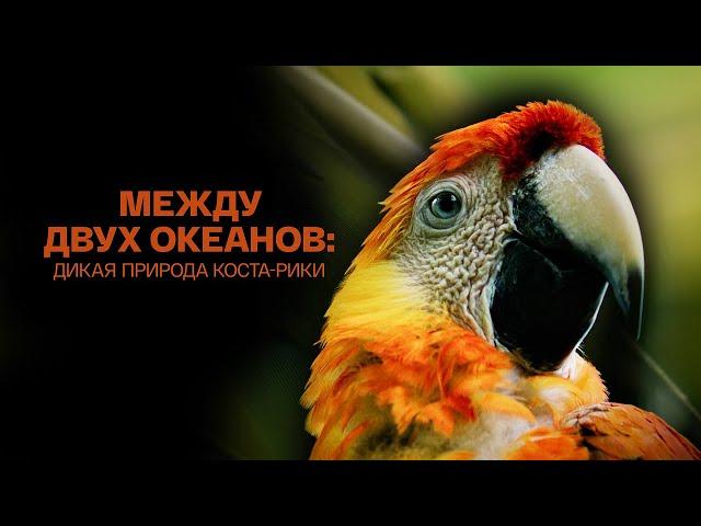 Между двух океанов дикая природа Коста Рики