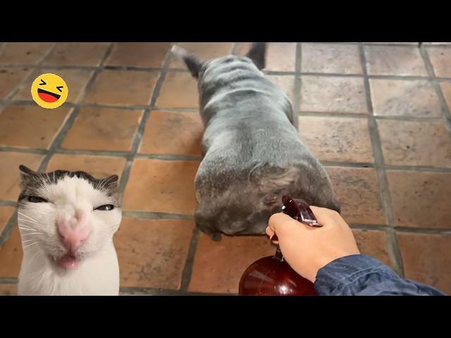 Funniest Cats And Dogs Video - Best Funny animals video 2023 #01