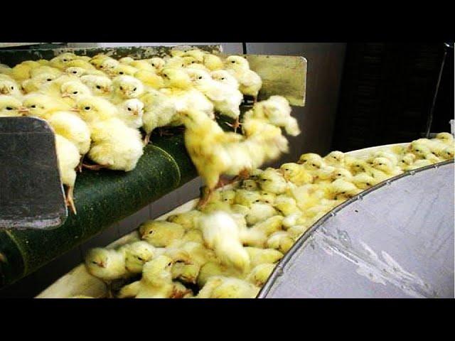 How Poultry Farm Make Million Eggs and Meat - Inside Modern Chickens Farm - Poultry Farm Technology