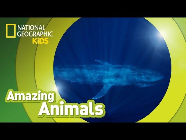 Blue Whale  | Amazing Animals