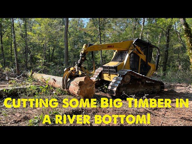 Double cutting and triple cutting with the Bell Ultra C Feller buncher!