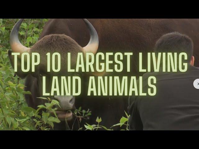 Top 10 Largest Living Land Animals